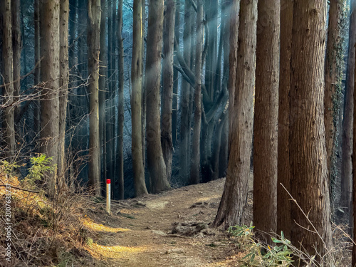 光が差し込む山の道