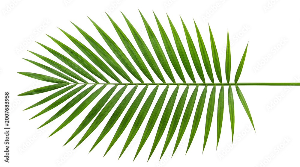 Fototapeta premium 펼쳐진 형태의 테이블 야자 잎 Spread Out Green Parlor Palm Leaf