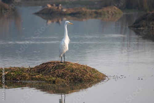 White Egret Bird Standing on Grass Mound by Water.