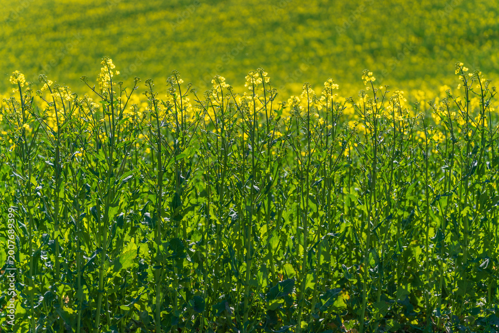 Obraz premium Vibrant Yellow Rapeseed Field Under Clear Blue Sky