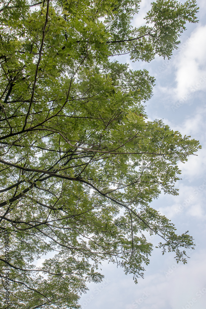 Fototapeta premium Fresh foliage pattern viewed upward through gentle branches. Soft sky background framed by delicate green leaves overhead. Botanical texture for nature wellness and environmental design