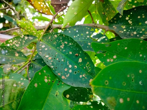 Water apple leaves are damaged with holes due to bagworm pests and fungal diseases.