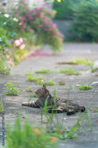 路地裏で落ち着く猫