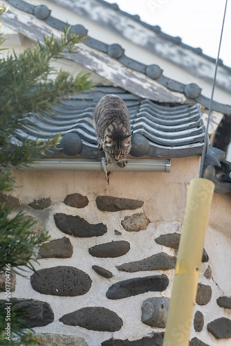屋根の上から降りようとする猫