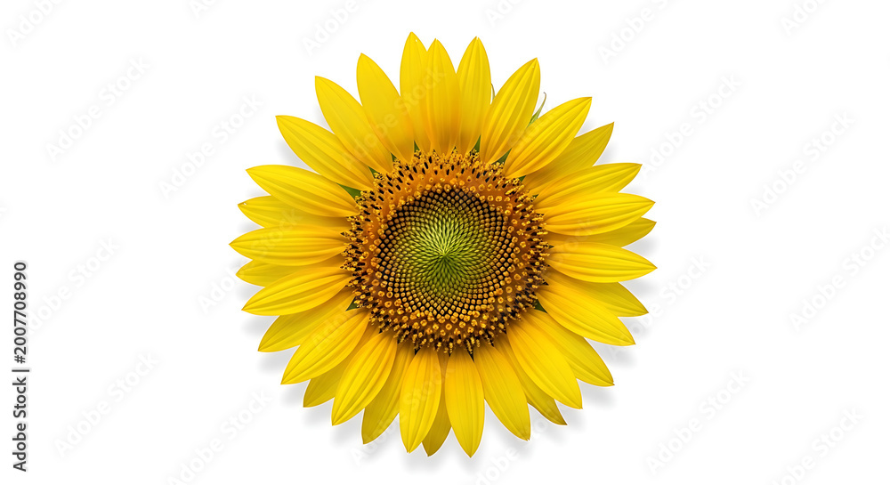 Fototapeta premium Close-up of a bright yellow sunflower on a white background