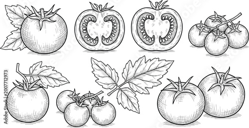 фотографія Tomato vector set