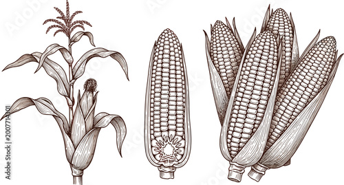 Slika na platnu Corn vector set