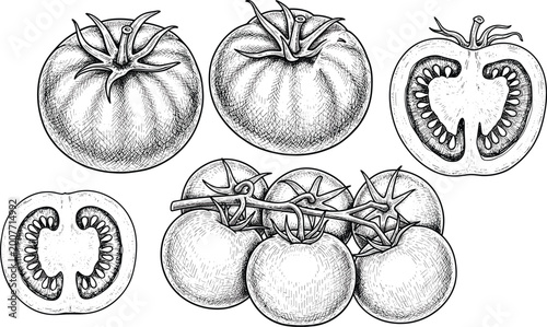 Billede på lærred Tomato vector set