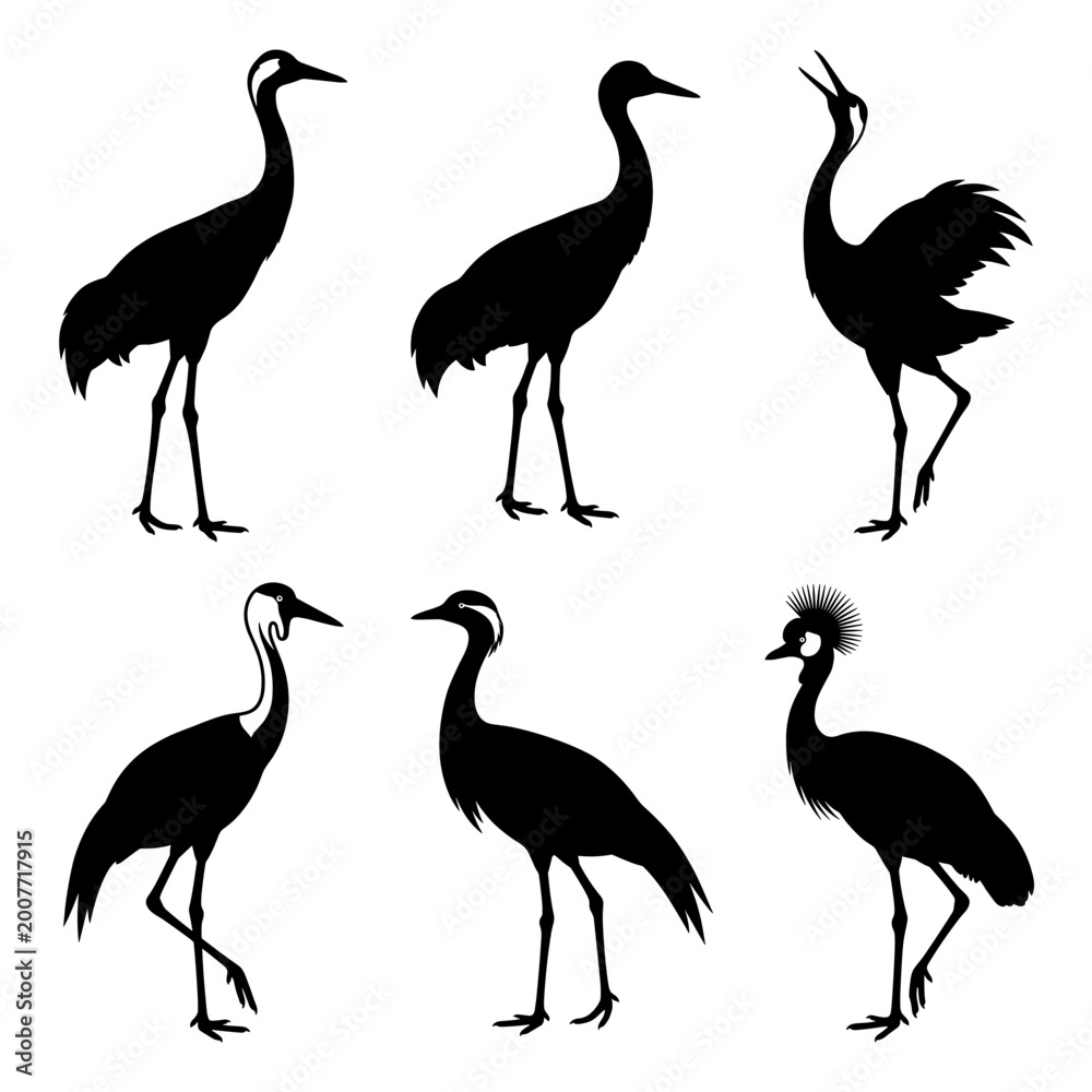 Naklejka premium Black and white vector silhouette set of Gruidae crane,