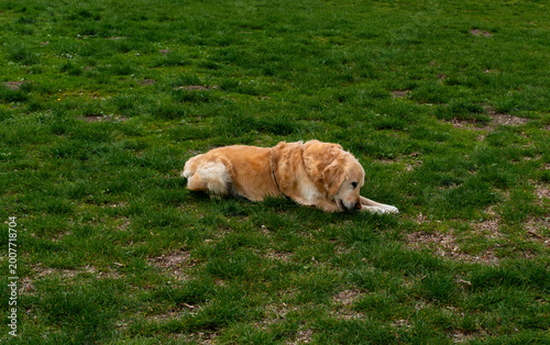 Fotografie Adult golden retriever lies calmly on patchy green grass, showing relaxed pet behavior, domestic animal lifestyle and outdoor resting moment in urban park setting