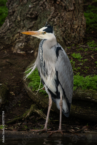grey heron ardea cinerea