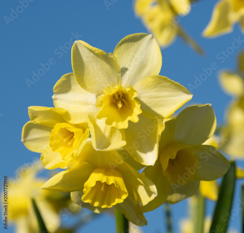 yellow daffodils against blue sky