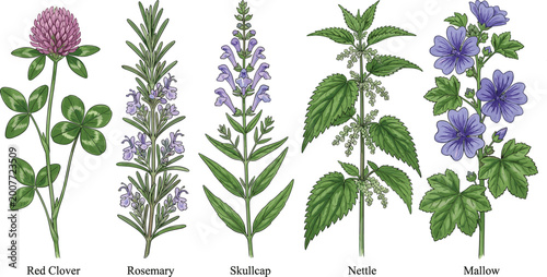 Obraz na plátně Medicinal Herbs Collection Illustration with Red Clover, Rosemary, Skullcap, Net