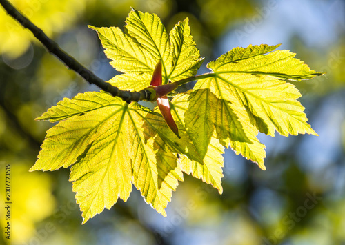 fresh green leaves in spring