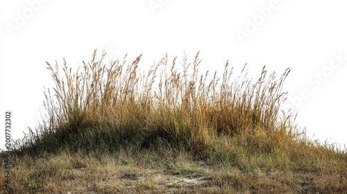 Natural grass mound grows on a patch of land in bright daylight under a clear sky near an open field