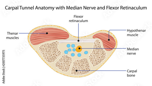 Foto Carpal Tunnel Anatomy with Median Nerve and Flexor Retinaculum
Cross-sectional illustration of the wrist showing the carpal tunnel, median nerve, flexor retinaculum, and surrounding structures