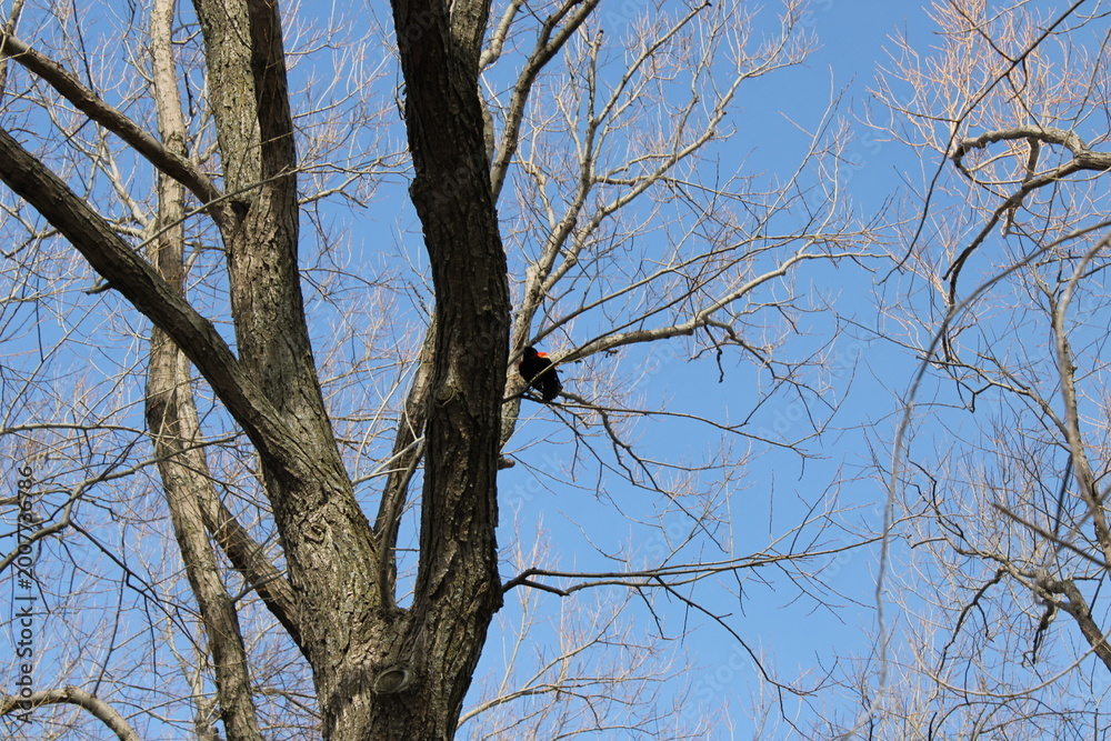 Obraz premium tree branches against blue sky
