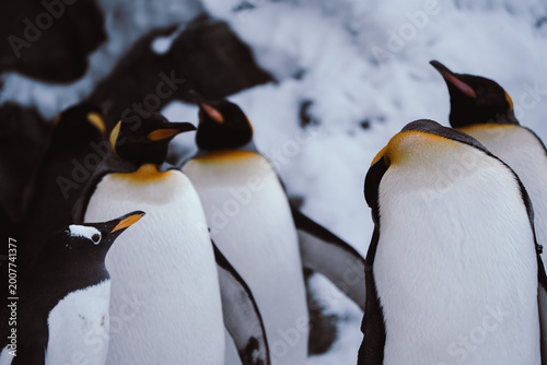 Japan,Hokkaido,Asahikawa,Asahiyama Zoo,penguin