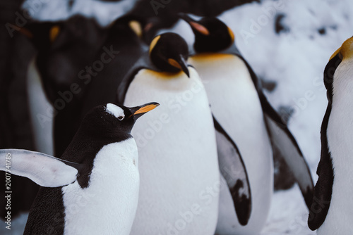 Japan,Hokkaido,Asahikawa,Asahiyama Zoo,penguin