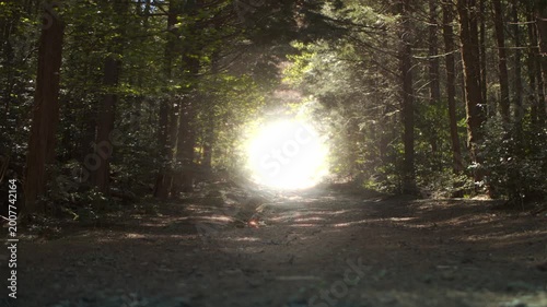 Mysterious glowing light beyond a forest road in Japan