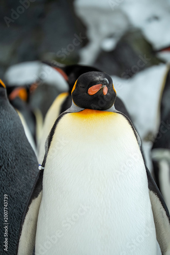 Japan,Hokkaido,Asahikawa,Asahiyama Zoo,penguin