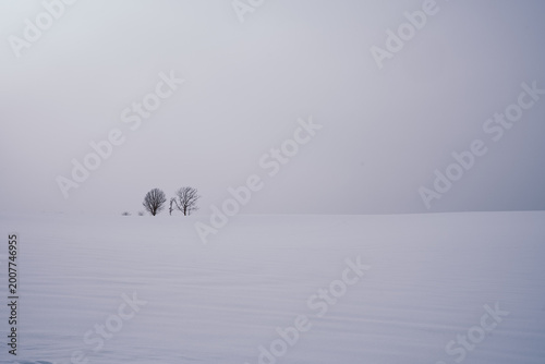 Japan,Hokkaido,Biei,winter,snow scene