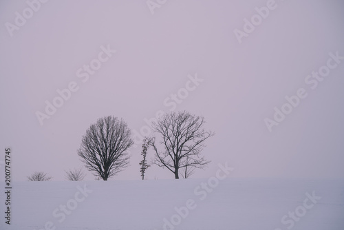 Japan,Hokkaido,Biei,winter,snow scene