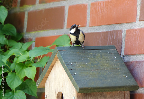 Kohlmeise mit Futter für den Nachwuchs im Schnabel an einem Vogelhäuschen