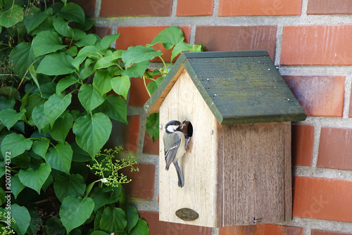 Kohlmeise mit Futter für den Nachwuchs im Schnabel an einem Vogelhäuschen