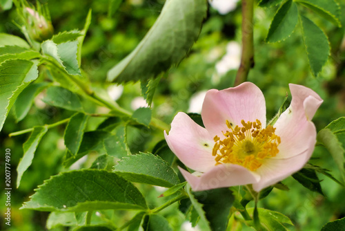 Photography Close up of a Dog Rose (Rosa canina)