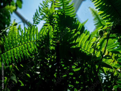 Fotografie Green fern leaves lit by sunlight in natural environment