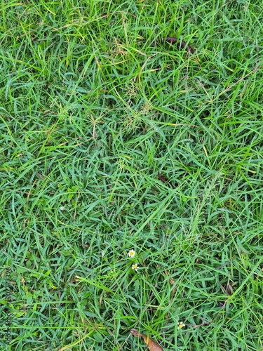 green grass background