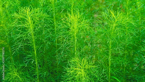 Fotografi Lush green feathery foliage of dog fennel plants in garden