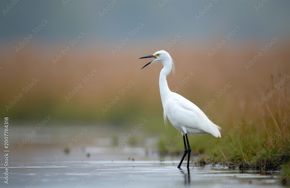 Naklejka premium White egret bird stands on shallow water near grassy bank. Creature opens beak calling out in wetland habitat. Wild bird plumage is clean and white.