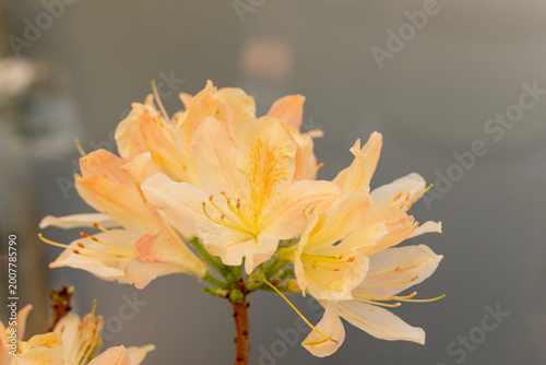 Bild auf Leinwand Delicate peach and cream azalea rhododendron blossoms cluster in full bloom against a soft gray bokeh background