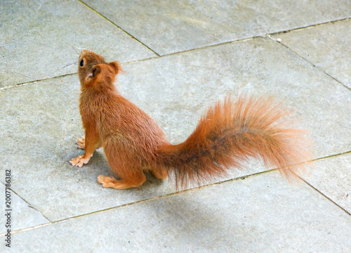 Ein Eichhörnchen auf der Terrasse auf dem Sprung