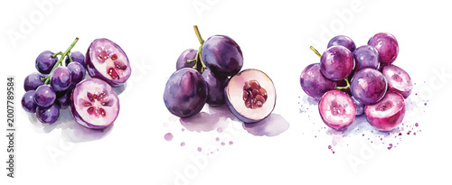 Quadro su tela Illustration of sliced grape painting design set, Hand-painted style, vectorized