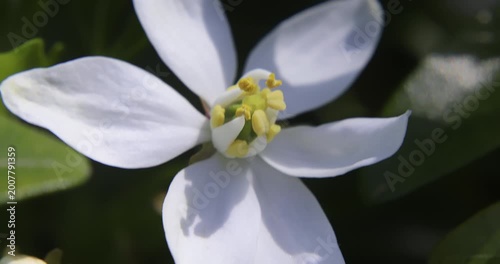 Spring and Mexican orange blossom