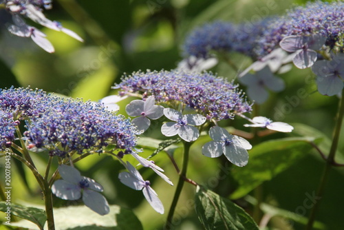 Slika na platnu Soft Purple Lacecap Hydrangea Flowers In Summer Light
