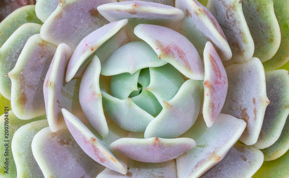 Fototapeta premium Miniature succulent plants (succulent cactus) at the garden
