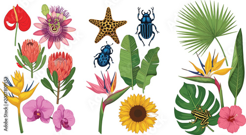 Foto Exotic tropical botanical collection with orchid protea hibiscus bird of paradise flowers palm leaves monstera beetle insect starfish and frog for jungle wildlife nature designs