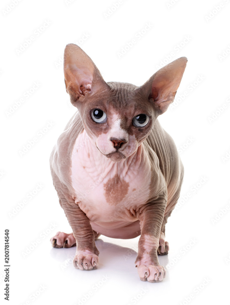 Obraz premium Sphynx cat in studio