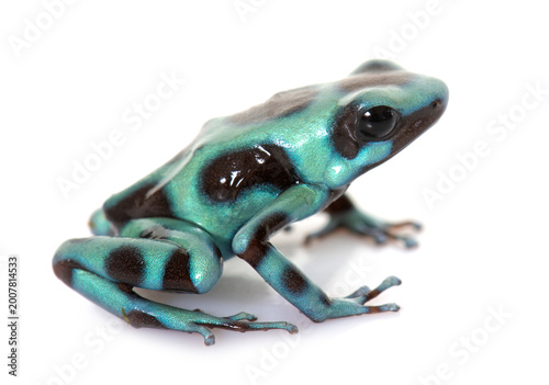 Photos Dendrobates auratus celeste