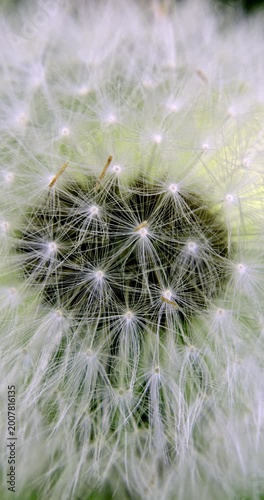 Dandelion (Taraxacum), Auvergne, France.