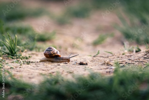 Canvastavla Snail moving slowly across the ground