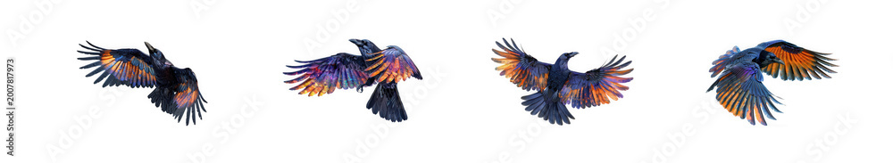Fototapeta premium Flying raven silhouettes with colorful galaxy and nebula textures on isolated on transparent background