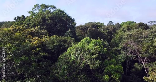 4K aerial drone vertical ascent from dark Amazon rainforest canopy to wide landscape view near Iquitos Peru revealing jungle and distant buildings