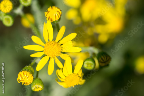 eastern groundsel, Senecio vernalis yellow flowers closeup selective focus
