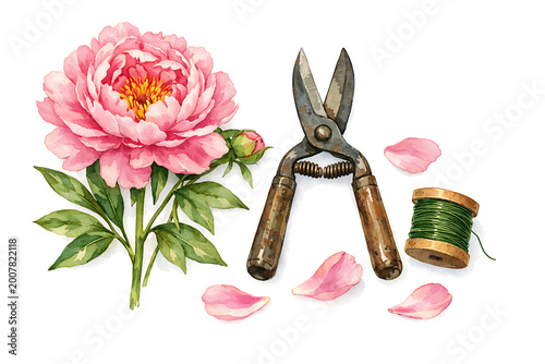 Pink peony flower with garden pruning shears and green wire spool