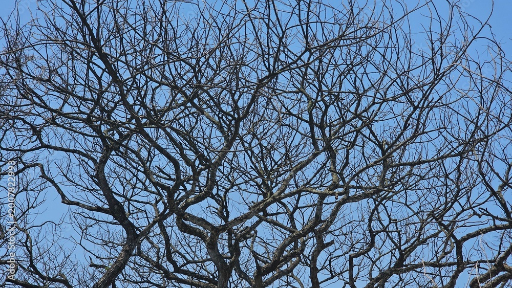 Obraz premium Bare branches of a deciduous tree against the clear blue sky